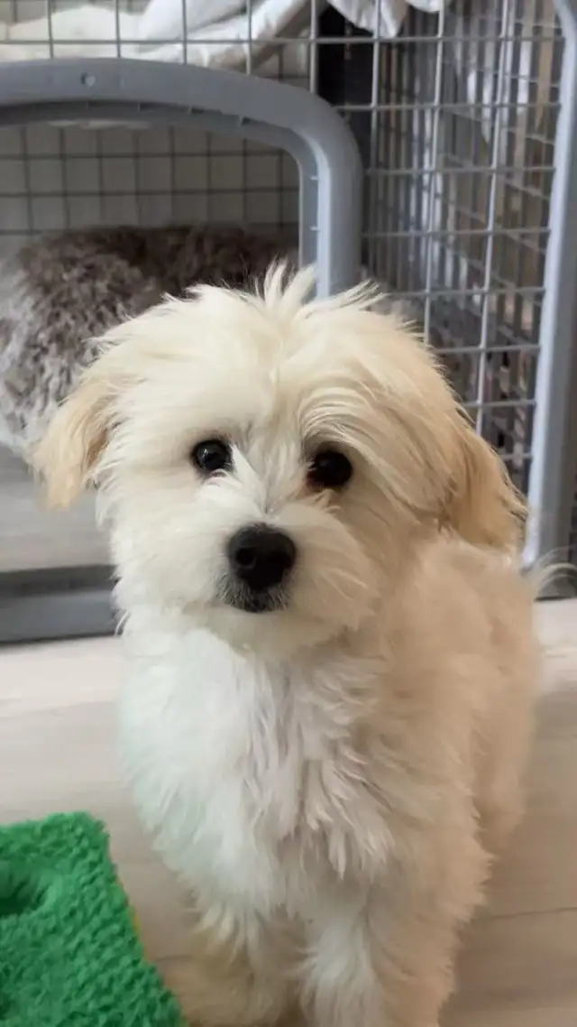9-Month-Old Male Maltese – Neutered, Vaccinated, Microchipped