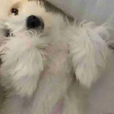 9-Month-Old Male Maltese – Neutered, Vaccinated, Microchipped - Photo 2