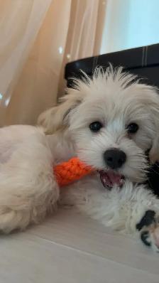 9-Month-Old Male Maltese – Neutered, Vaccinated, Microchipped - Photo 3