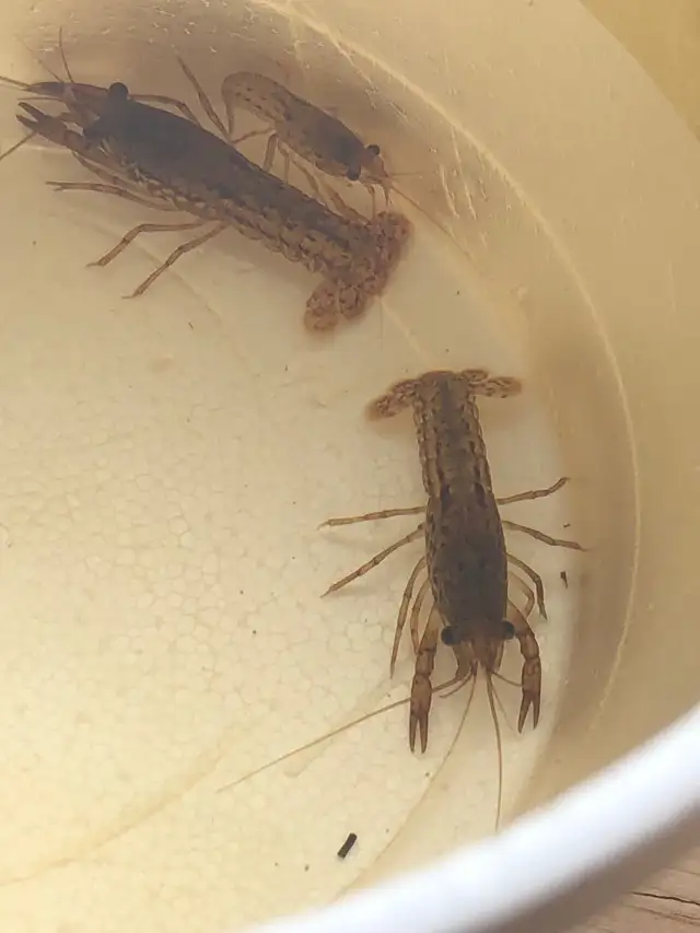 Écrevisses, poissons d’aquarium