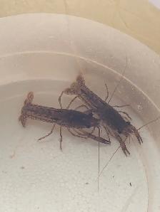 Écrevisses, poissons d’aquarium - Photo 2