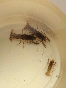 Écrevisses, poissons d’aquarium - Photo 3
