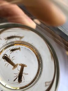 Écrevisses, poissons d’aquarium - Photo 4