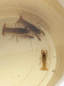 Écrevisses, poissons d’aquarium - Photo 5