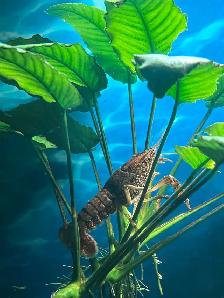 Écrevisses, poissons d’aquarium - Photo 6