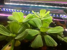 Écrevisses, poissons d’aquarium - Photo 7
