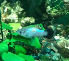 Écrevisses, poissons d’aquarium - Photo 9