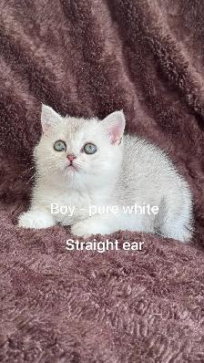 Ready to rehome: British / Scottish shorthair kittens - Photo 3