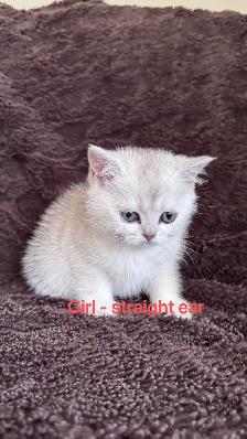 Ready to rehome: British / Scottish shorthair kittens - Photo 6