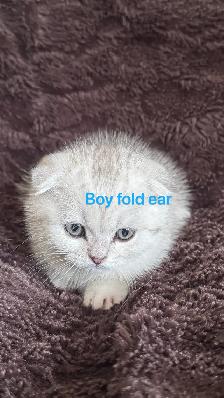 Ready to rehome: British / Scottish shorthair kittens - Photo 8