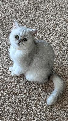 Ready to rehome: British / Scottish shorthair kittens - Photo 10