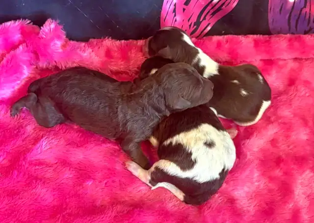 Goldendoodle minis