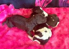 Goldendoodle minis