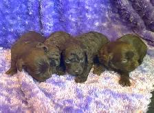 Goldendoodle minis - Photo 3