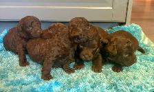 Goldendoodle minis - Photo 4