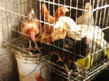 Jeunes coqs et jeunes poulettes