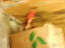poules