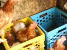 poules - Photo 2