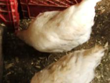 poules - Photo 3