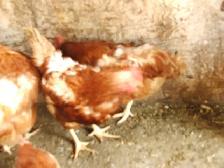 poules - Photo 4