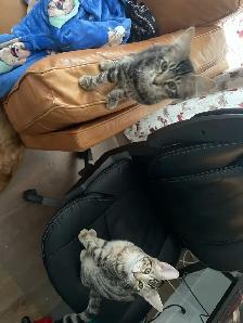 2 cats for rehoming - Photo 2