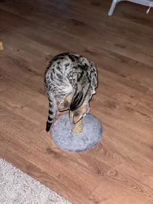 2 cats for rehoming - Photo 3