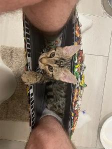 2 cats for rehoming - Photo 4