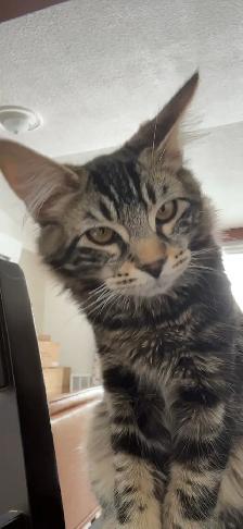 2 cats for rehoming - Photo 5