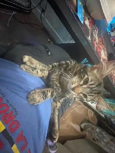 2 cats for rehoming - Photo 6