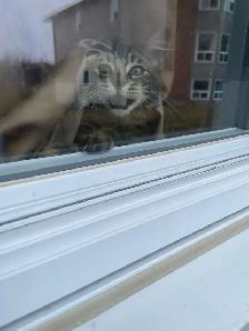 2 cats for rehoming - Photo 7