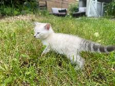 Gorgeous Snow Lynx Bengal Kittens Available!