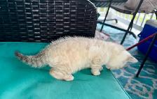 Gorgeous Snow Lynx Bengal Kittens Available! - Photo 2
