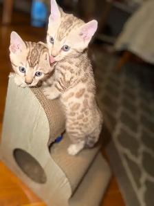 Gorgeous Snow Lynx Bengal Kittens Available! - Photo 4