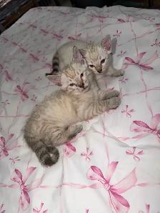 Gorgeous Snow Lynx Bengal Kittens Available! - Photo 5