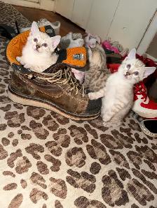 Gorgeous Snow Lynx Bengal Kittens Available! - Photo 6