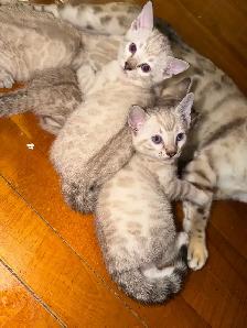 Gorgeous Snow Lynx Bengal Kittens Available! - Photo 7
