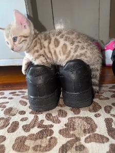 Gorgeous Snow Lynx Bengal Kittens Available! - Photo 8