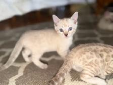 Gorgeous Snow Lynx Bengal Kittens Available! - Photo 9