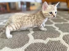 Gorgeous Snow Lynx Bengal Kittens Available! - Photo 10