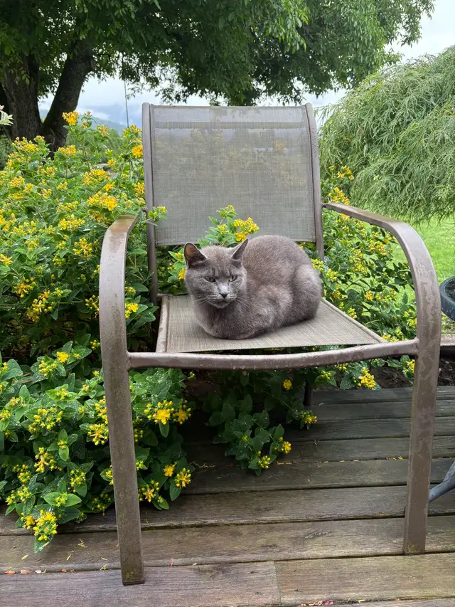 Free Female Cat