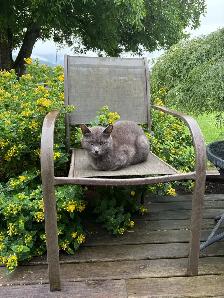 Cat for Rehoming