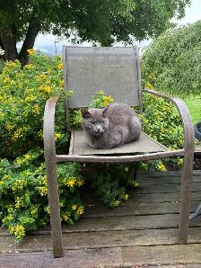 Cat for Rehoming - Photo 2