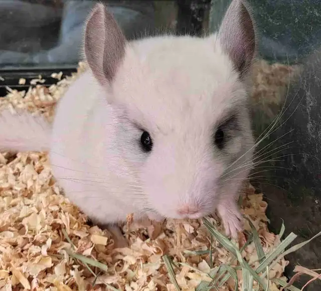 baby chinchillas