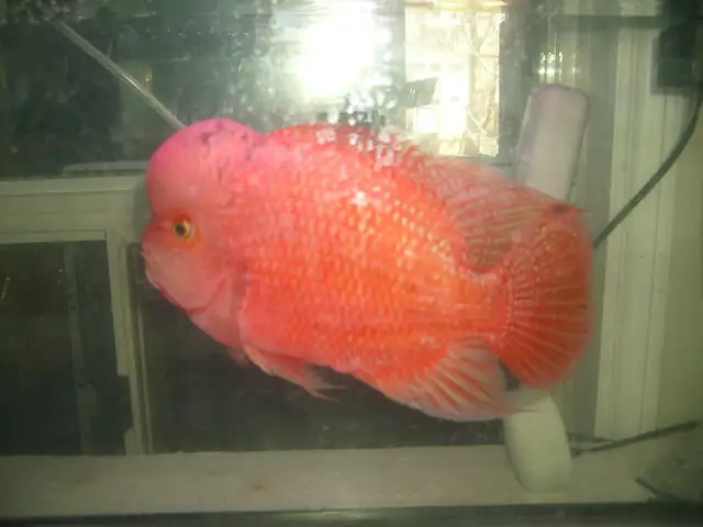 FOR SALE SUPER RED MONKEY $350