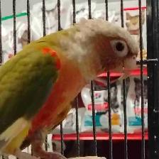 Red Factor pineapple conure