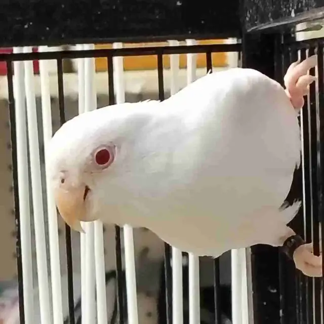 albino baby parrotlet