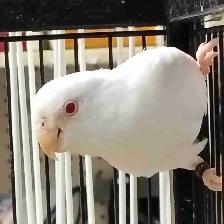 albino baby parrotlet