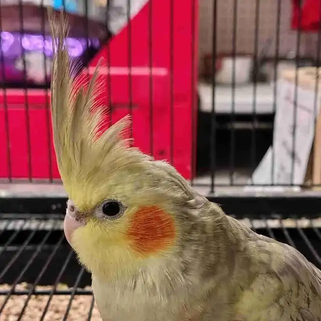 baby pearl cockatiel