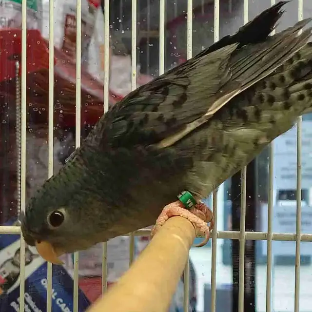 lineolated parakeet