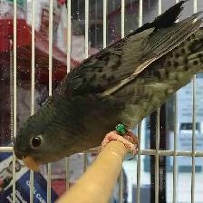 lineolated parakeet